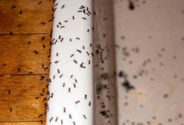 Best Pest Control Near Me  in Georgetown, GA