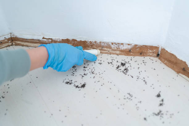 Best Mosquito Control Services  in Georgetown, GA